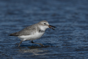 Wrybill Endemic Shorebird of New Zealand