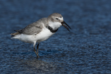 Wrybill Endemic Shorebird of New Zealand