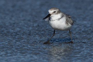 Wrybill Endemic Shorebird of New Zealand