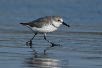 Wrybill Endemic Shorebird of New Zealand