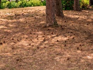 Pine cones on a dry forest meadow