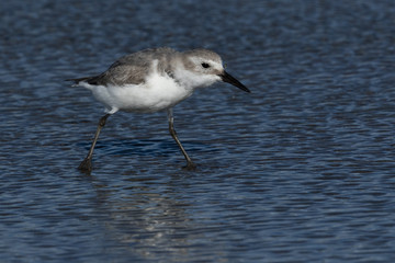 Wrybill Endemic Shorebird of New Zealand