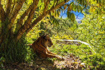 Beautiful view of Bengal Tiger. Wild animals in a zoo. Natural landscape.