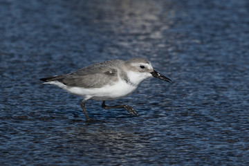 Wrybill Endemic Shorebird of New Zealand