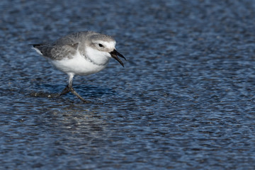 Wrybill Endemic Shorebird of New Zealand