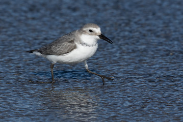 Obraz premium Wrybill Endemic Shorebird of New Zealand