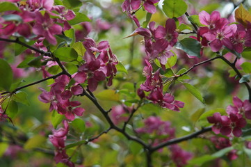 Photo without processing. Abundant flowering of apple trees with red flowers. Beautiful blur. Colors: green, burgundy, red, turquoise.