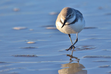 Wrybill Endemic Shorebird of New Zealand