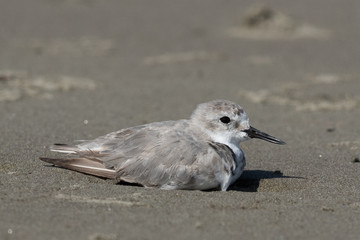 Wrybill Endemic Shorebird of New Zealand