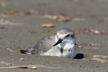 Wrybill Endemic Shorebird of New Zealand