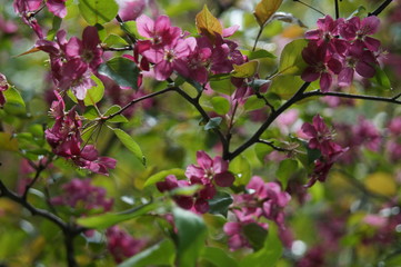 Photo without processing. Abundant flowering of apple trees with red flowers. Beautiful blur. Colors: green, burgundy, red, turquoise.