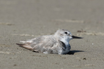 Wrybill Endemic Shorebird of New Zealand