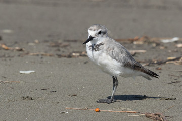Wrybill Endemic Shorebird of New Zealand