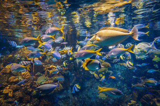  A Cool Osaka Aquarium, Kaiyukan