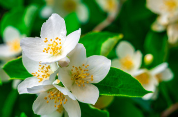 Close-up view of Vanhoutte Spirea flowers - Soft and selective focus.