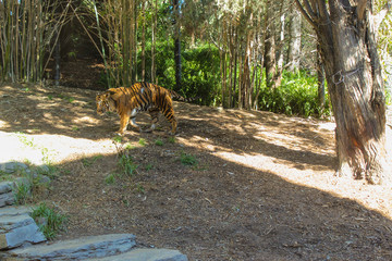 Beautiful view of Bengal Tiger. Wild animals in a zoo. Natural landscape.