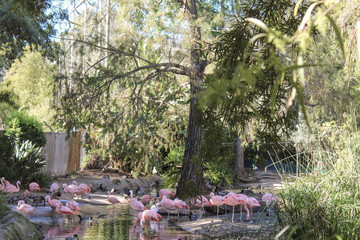 Wild animals in a zoo. Natural landscape.