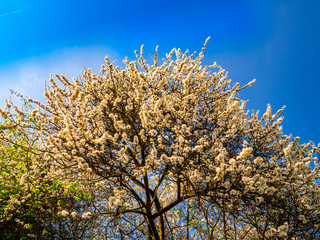 Blooming wild cherry tree (Prunus avium) illuminated by golden evening sun against blue sky
