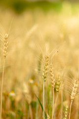 Fototapeta premium Wheat crop field. Ears of golden wheat close up. Ripening ears of wheat field background. Rich harvest Concept.