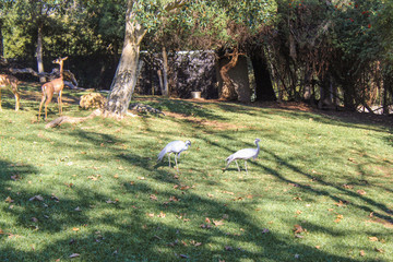 Wild animals in a zoo. Natural landscape.