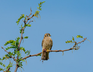 Female Kestrel eating prey animal on a branch