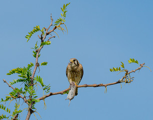 Female Kestrel eating prey animal on a branch