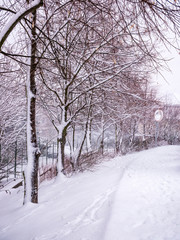 Winter scene with a walkway and trees covered with snow - - snowfall captured in motion