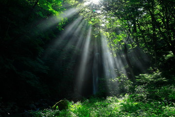 Obraz premium 夏の亀田不動滝