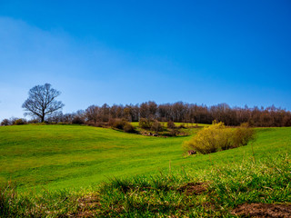 Wavy landscape with meadows, forests and big old oak tree