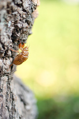 Cicada shell on the tree