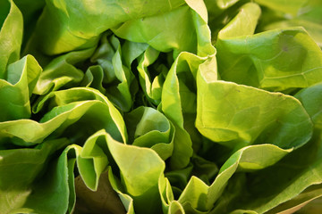 Fototapeta na wymiar Head of lettuce