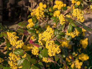 Flowering bush of barberry with prickly leaves