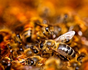 Bees in a bee colony