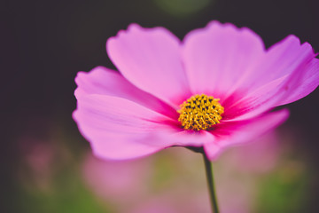 Obraz premium pink cosmos bloom in the garden with sky in the background.