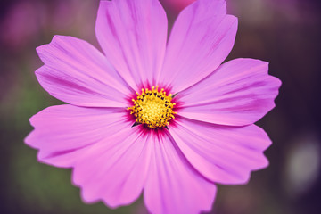 pink cosmos bloom in the garden with sky in the background.