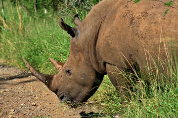 Obraz premium White rhino in the wild grazing on grass at Hluhluwe-iMfolozi park in South Africa