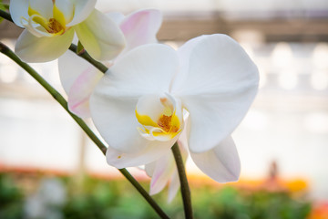 white orchid in the garden