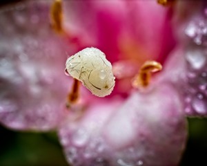 Stamen on a pink flower