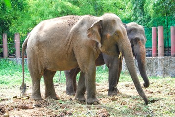 Two elephants in the zoo.