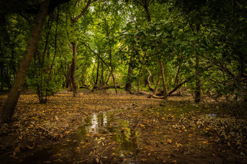 parque con arboles y rio en la ciudad