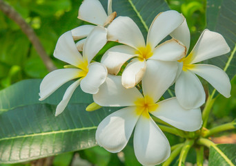 Fototapeta na wymiar white frangipani flowers in the garden. white tropical flowers. Thailand flowers. symbol of thailand. frangipani flower. flowers by the sea