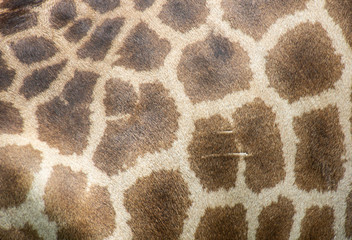 texture of a skin.  giraffe skin. giraffe color. giraffe in the zoo. animal skin. tropic animals