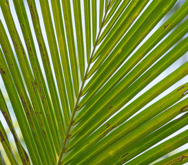 green palm leaf.  palm leaves. a tropical forest. rest under a palm tree. vacation at sea. spa relaxation