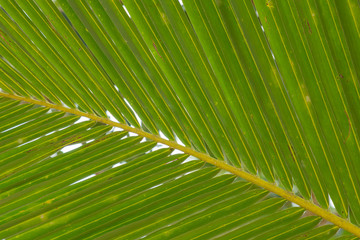 green palm leaf.  palm leaves. a tropical forest. rest under a palm tree. vacation at sea. spa relaxation