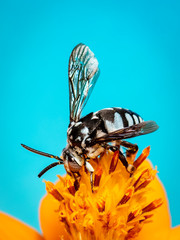 Image of neon cuckoo bee (Thyreus nitidulus) on yellow flower pollen collects nectar on blue background with space blur background for text.. Insect. Animal.
