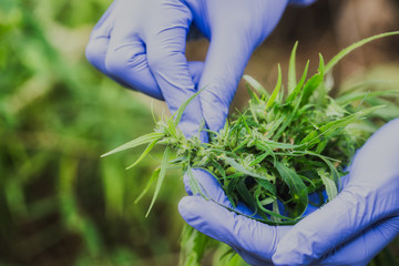 Marijuana Researcher, Female scientist in a hemp field checking plants and flowers, alternative...
