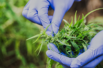 Marijuana Researcher, Female scientist in a hemp field checking plants and flowers, alternative herbal medicine concept.