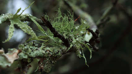 A variety of lichen competing on the same tree branch