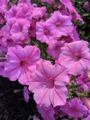 flowers in the garden