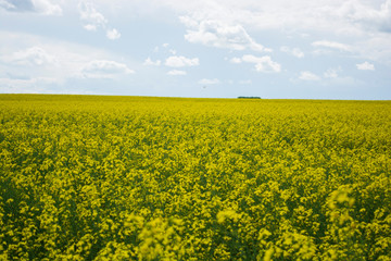 Bright yellow canola flower growing in field